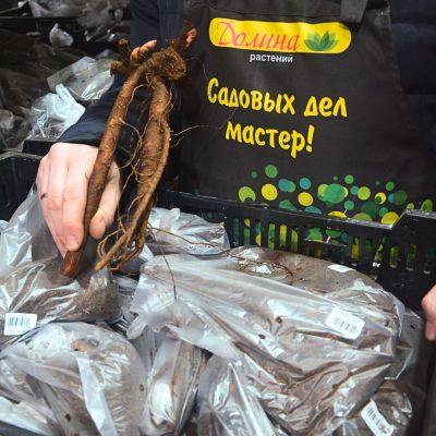 Пион Себастьян Мас Пион Себастьян Мас - Dolina-Sad.Ru