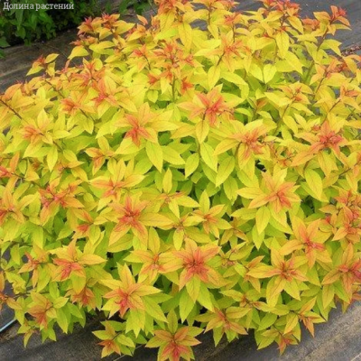 Спирея японская Голдмаунд, С2 - Dolina-Sad.Ru