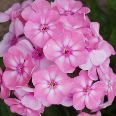 Флокс метельчатый Свит Саммер Кэнди Флокс метельчатый Свит Саммер Кэнди - Dolina-Sad.Ru