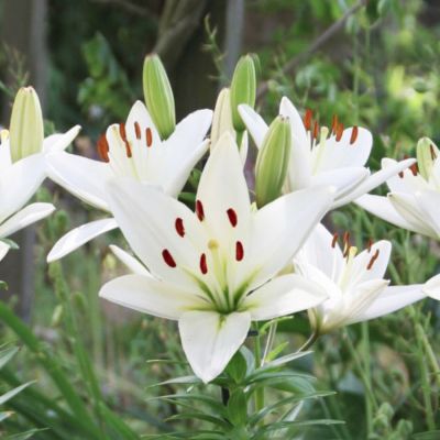 Лилия Айсмен Лилия Айсмен - Dolina-Sad.Ru