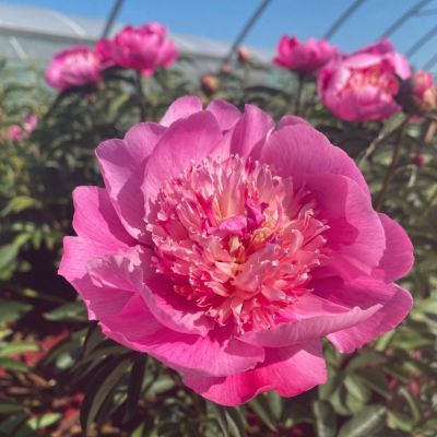 Пион Себастьян Мас Пион Себастьян Мас - Dolina-Sad.Ru