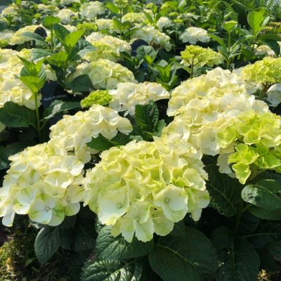 Гортензия крупнолистная Кайпаринья - Dolina-Sad.Ru