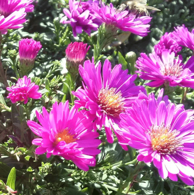 Астра кустарниковая Рональд фото