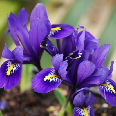 Ирис Пикси Ирис Пикси - Dolina-Sad.Ru