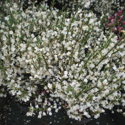 Ракитник Альбус Ракитник Альбус фото