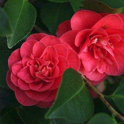 Камелия японская Леди Кэмпбелл - Dolina-Sad.Ru