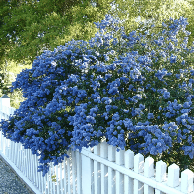 Цеанотус конха фото