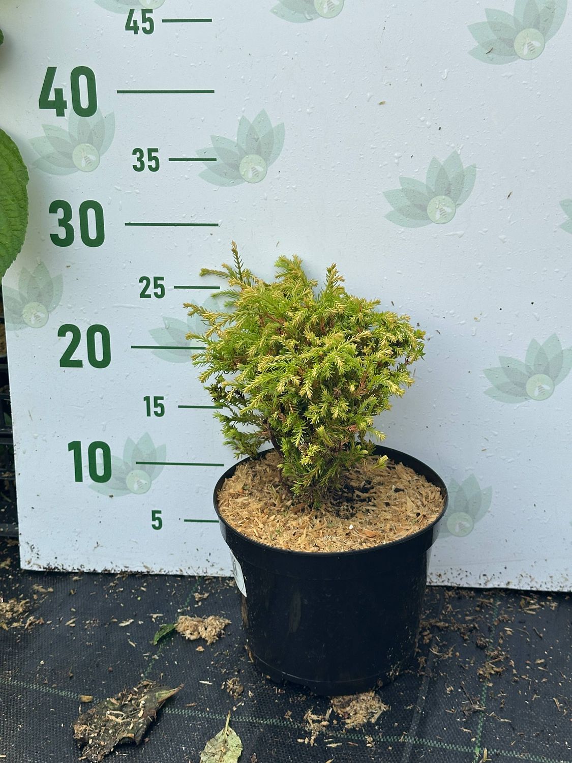 Туя Западная Голден Таффет, С2 - Dolina-Sad.Ru