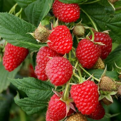 Малина Полька/Ремонтантная фото