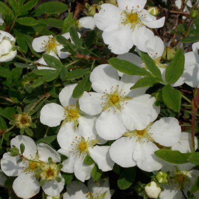 Лапчатка кустарниковая Сноуберд Лапчатка кустарниковая Сноуберд - Dolina-Sad.Ru