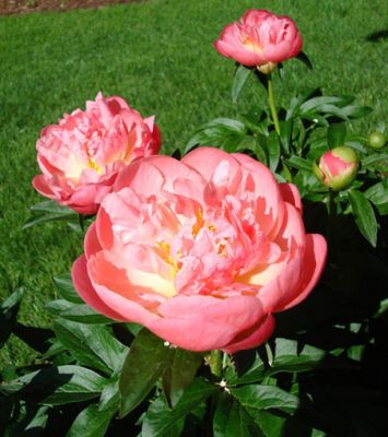 Пион Пинк Хавайан Корал Пион Пинк Хавайан Корал фото