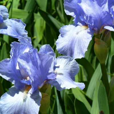 Ирис Бэбблинг Брук Ирис Бэбблинг Брук - Dolina-Sad.Ru