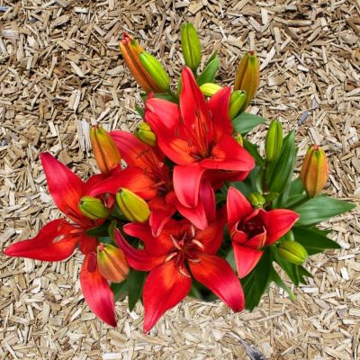 Лилия Матрикс Лайн - Dolina-Sad.Ru