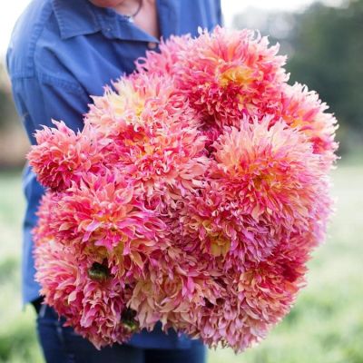 Георгина Миртелс Фолли (Гиганты) Георгина Миртелс Фолли (Гиганты) фото