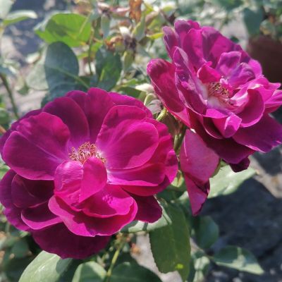 Роза Блю Белл - Dolina-Sad.Ru