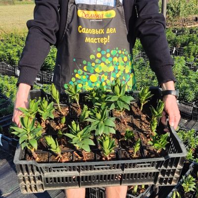 Лилия Рапид Романс Лилия Рапид Романс фото