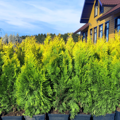 Туя западная Голден Энни Туя западная Голден Энни фото