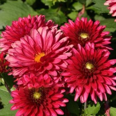 Георгина Фриволес Глоу Георгина Фриволес Глоу фото