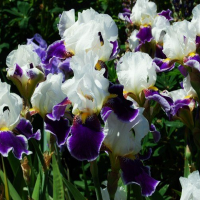 Ирис Уайт/Лила Ирис Уайт/Лила фото