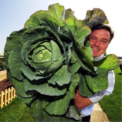 Капуста белокочанная Три богатыря фото