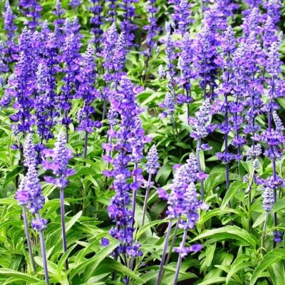 Шалфей Вкус грибов фото