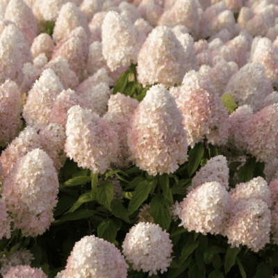 Гортензия метельчатая Магикал Свит Саммер Гортензия метельчатая Магикал Свит Саммер фото
