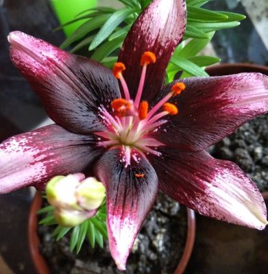 Лилия Тренди Никосия - Dolina-Sad.Ru