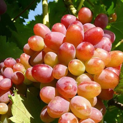 Виноград Арочный - Dolina-Sad.Ru