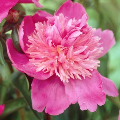 Пион Себастьян Мас Пион Себастьян Мас - Dolina-Sad.Ru