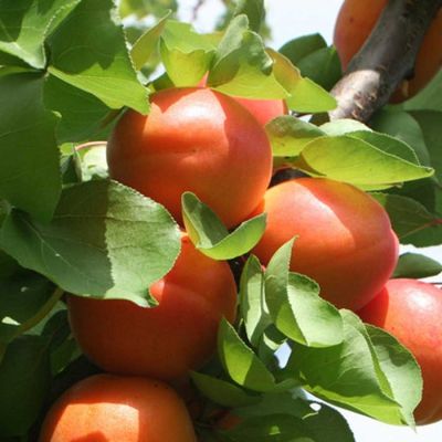 Абрикос Роксана Абрикос Роксана - Dolina-Sad.Ru