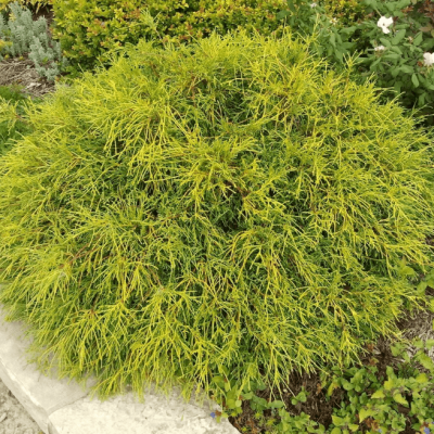 Кипарисовик горохоплодный Санголд, С3 - Dolina-Sad.Ru