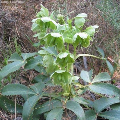 Морозник падуболистный - Dolina-Sad.Ru