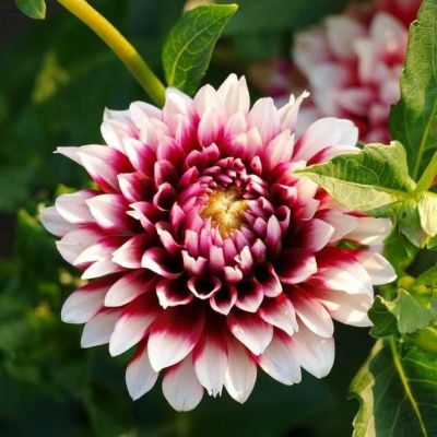 Георгина Зидлерштольц Георгина Зидлерштольц фото