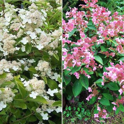 Комплект метельчатых гортензий Сапфир Комплект метельчатых гортензий Сапфир - Dolina-Sad.Ru