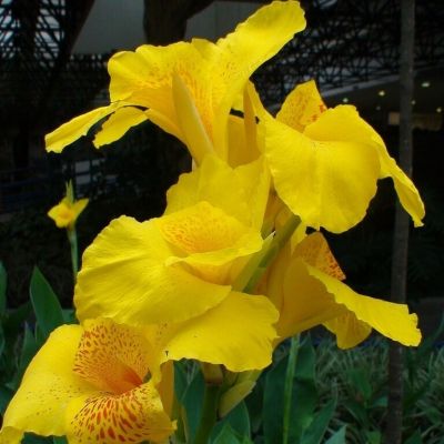 Канна Йеллоу Кинг Хамберт - Dolina-Sad.Ru