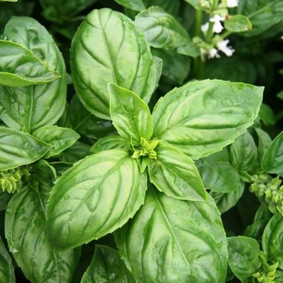 Базилик Застольный фото