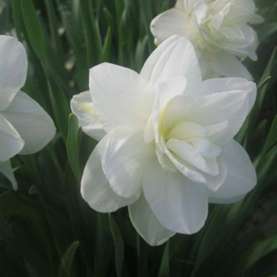 Нарцисс Уайт Медал Нарцисс Уайт Медал фото