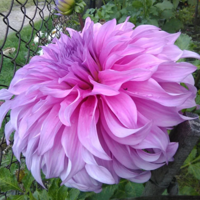 Георгина Вассио Меггос Георгина Вассио Меггос фото