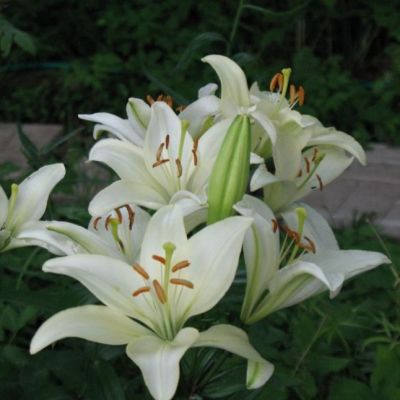 Лилия Родолфа Лилия Родолфа фото