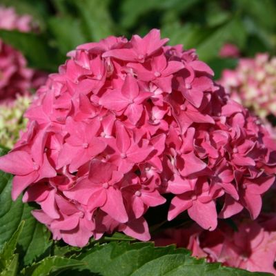 Гортензия крупнолистная Товелит - Dolina-Sad.Ru
