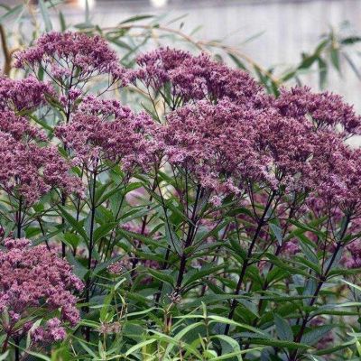 Посконник гибридный Фантом - Dolina-Sad.Ru