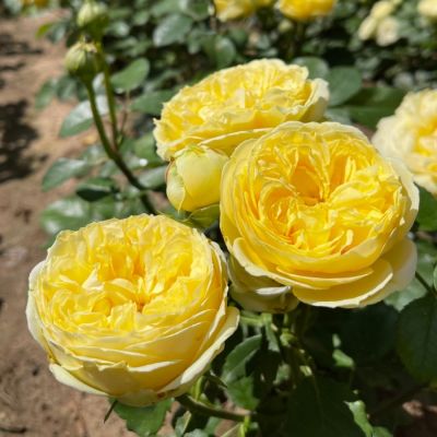 Роза Каталина Роза Каталина - Dolina-Sad.Ru