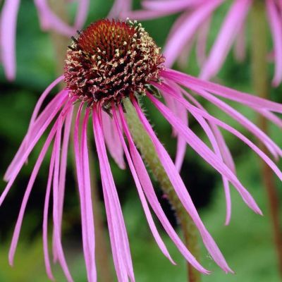 Эхинацея Палида - Dolina-Sad.Ru