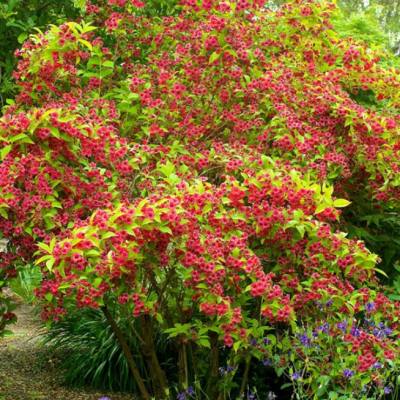 Вейгела Олимпиада Вейгела Олимпиада фото