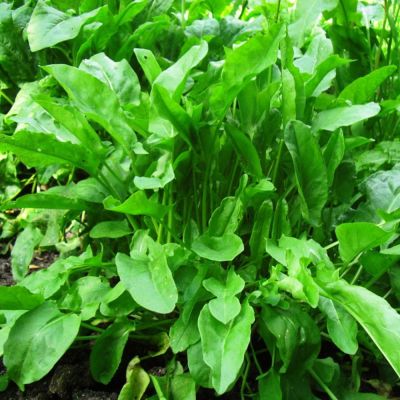 Щавель крупнолистный Бельвийский Щавель крупнолистный Бельвийский фото