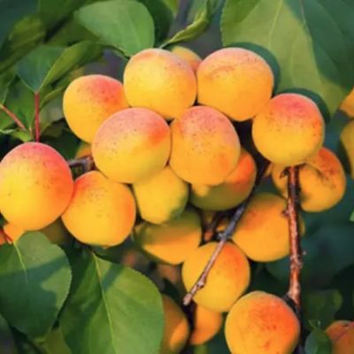 Абрикос Хабаровский Абрикос Хабаровский - Dolina-Sad.Ru