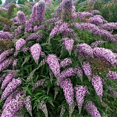 Буддлея Гранд Каскад Буддлея Гранд Каскад - Dolina-Sad.Ru