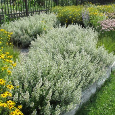 Душевник котовниковый Вайт Клоуд Душевник котовниковый Вайт Клоуд - Dolina-Sad.Ru