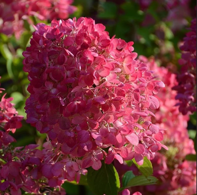 Гортензия метельчатая Вимс Ред, С1,5 Гортензия метельчатая Вимс Ред, С1,5 - Dolina-Sad.Ru