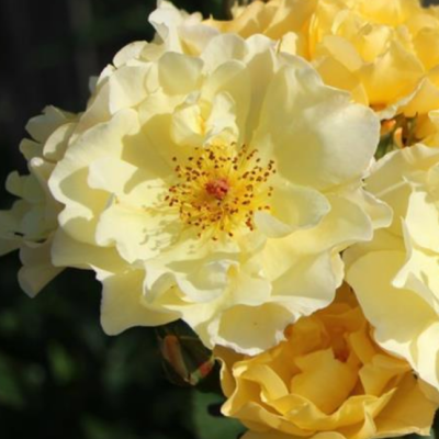 Роза Голдшпац Роза Голдшпац фото